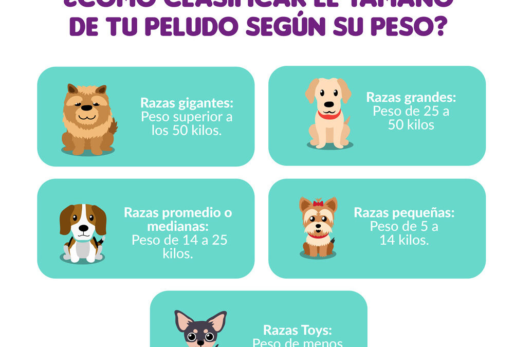 ¿Cuánto va a crecer mi perro mestizo?
