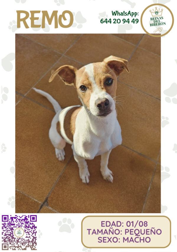REMO