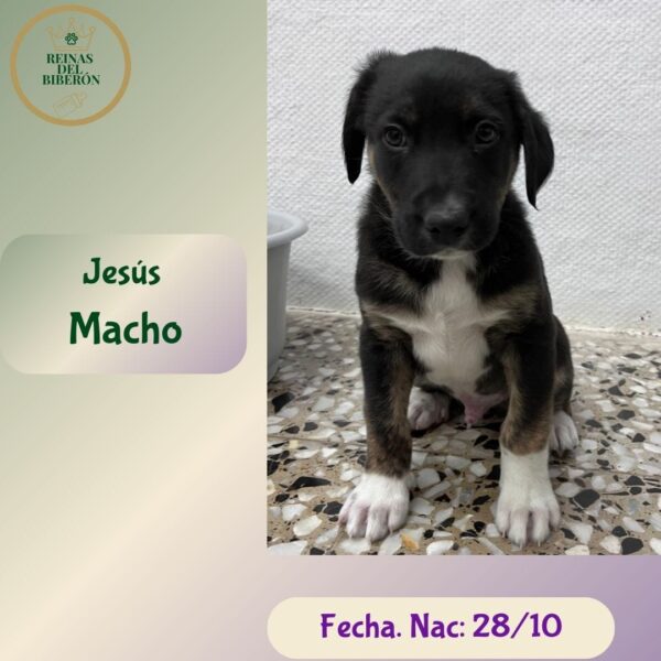 JESÚS
