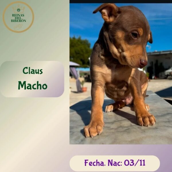 CLAUS