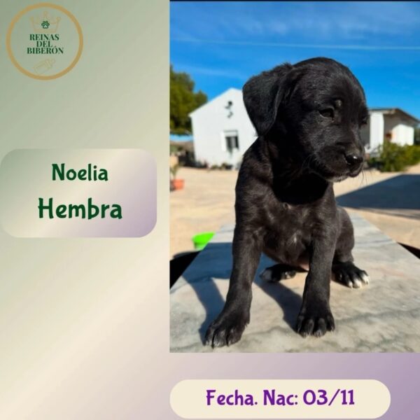NOELIA