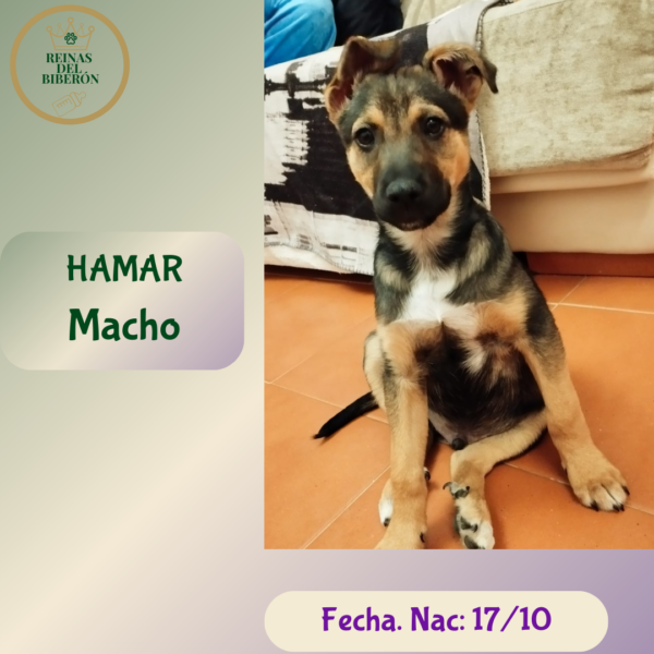 HAMAR
