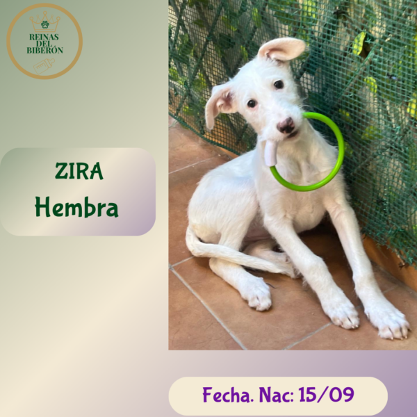 ZIRA
