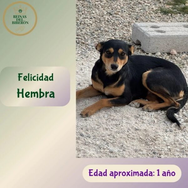 FELICIDAD