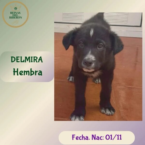 DELMIRA