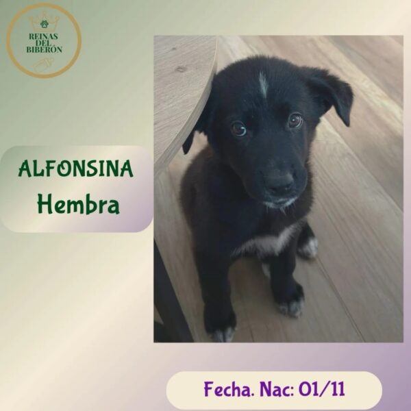 ALFONSINA