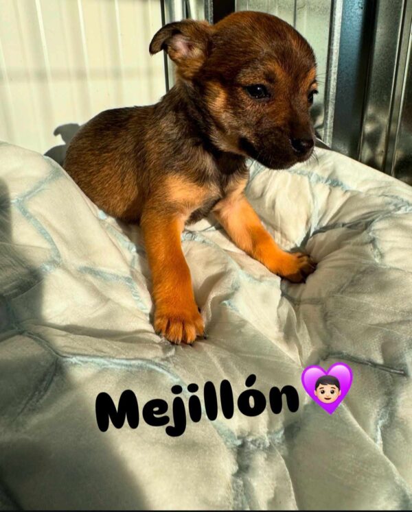 MEJILLÓN