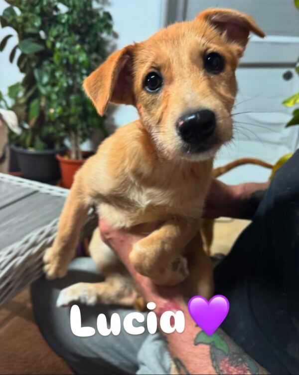 LUCIA