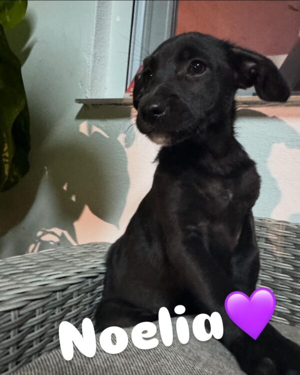 NOELIA