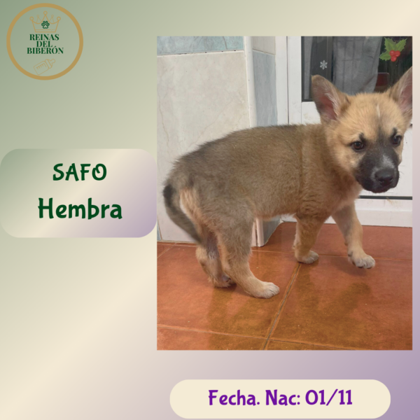 SAFO