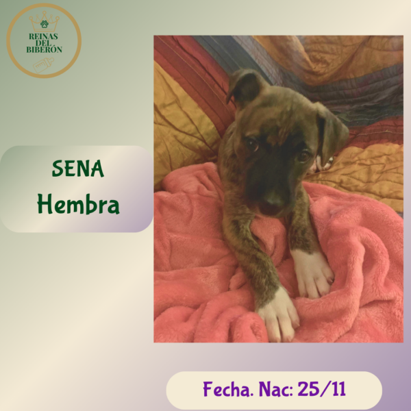 SENA