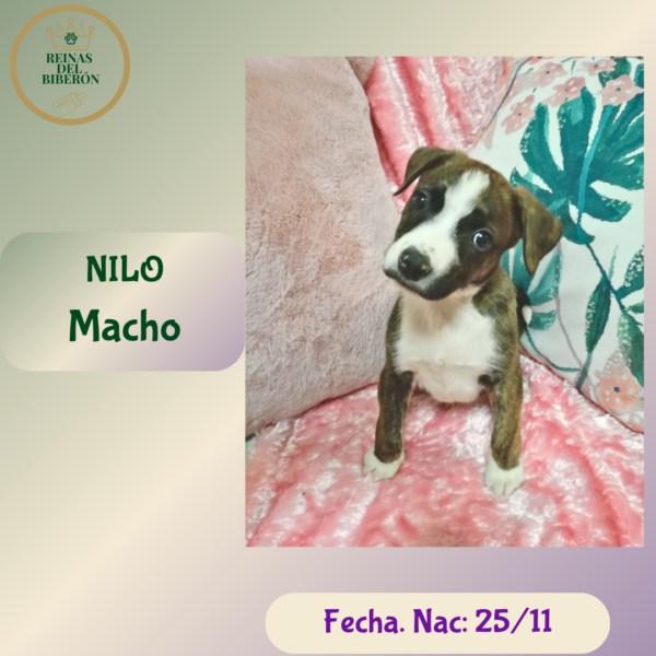 NILO
