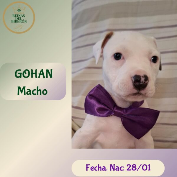GOHAN