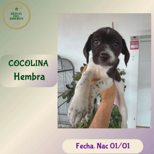 COCOLINA