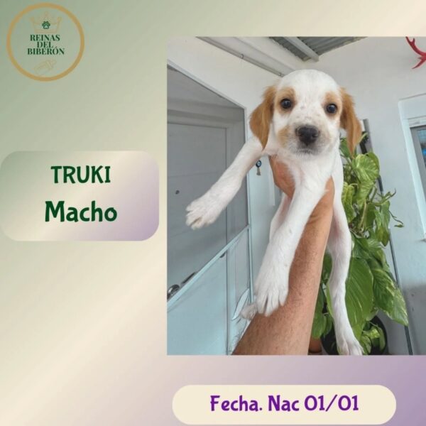 TRUKI