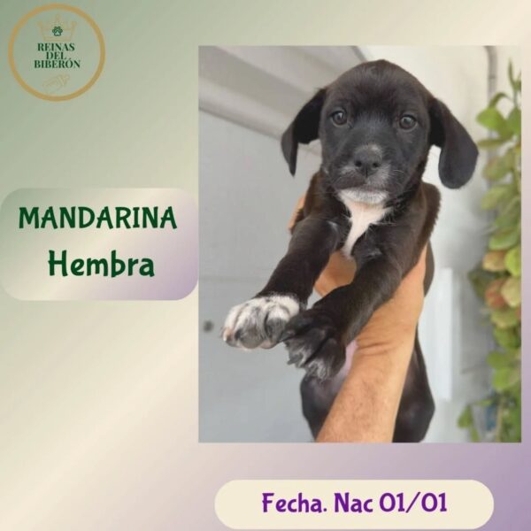 MANDARINA