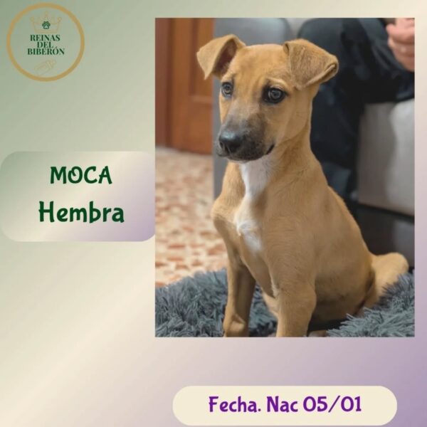 MOCA