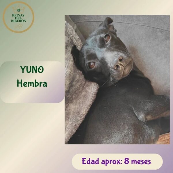 YUNO