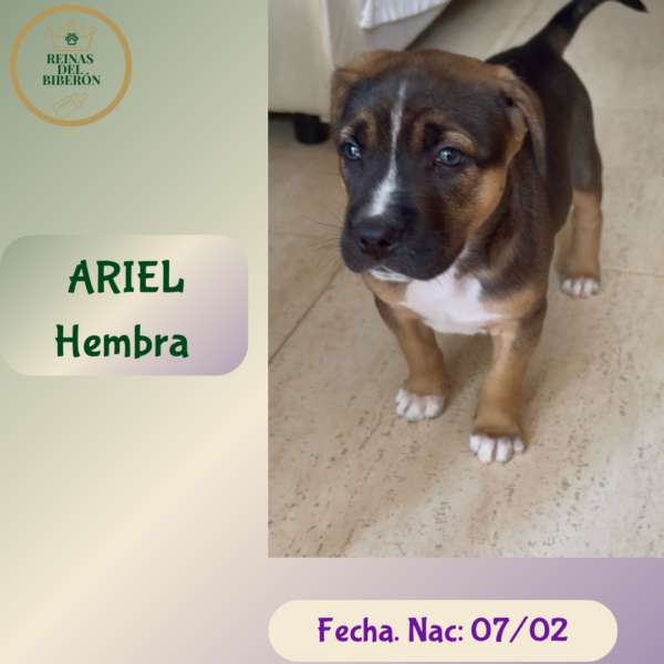 ARIEL