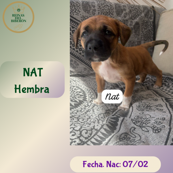 NAT