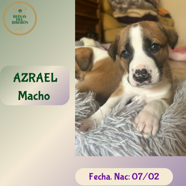 AZRAEL