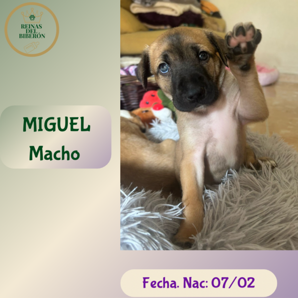 MIGUEL