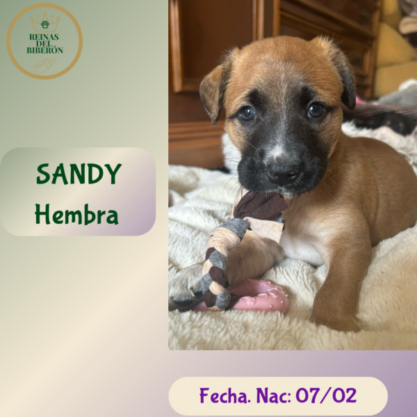 SANDY