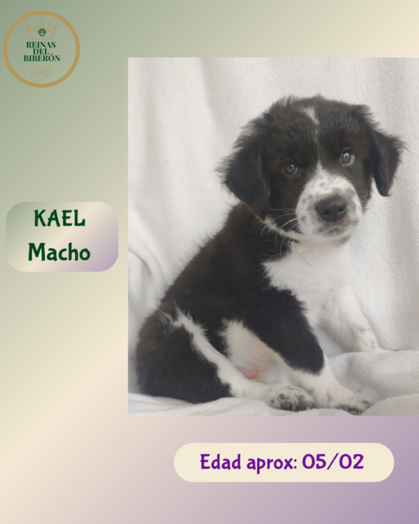 KAEL