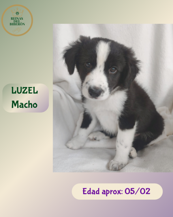 LUZEL