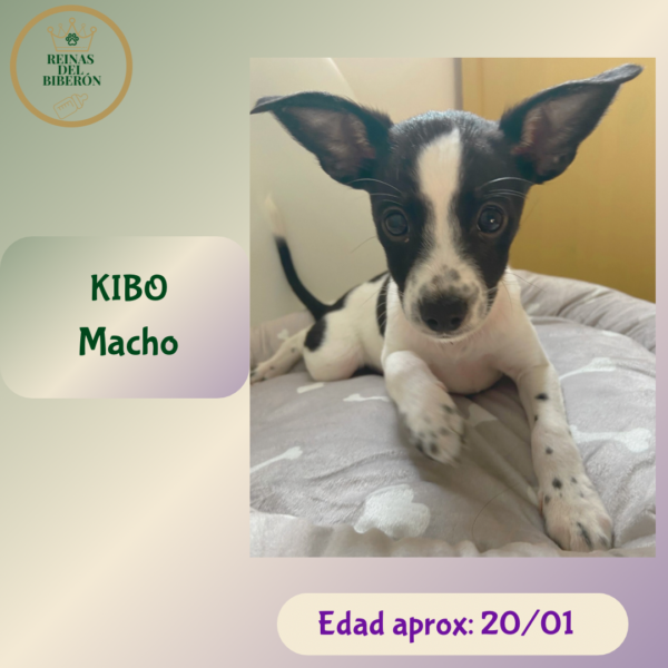 KIBO
