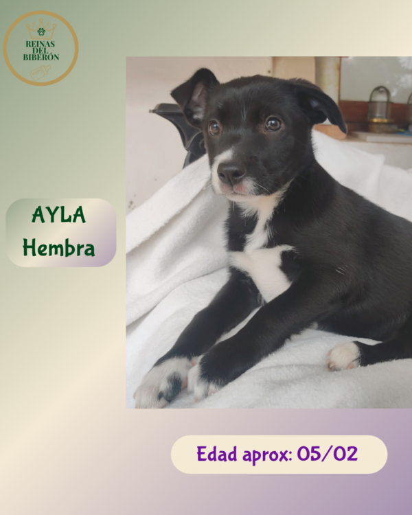 AYLA
