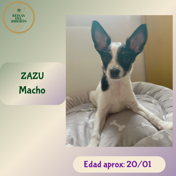ZAZU