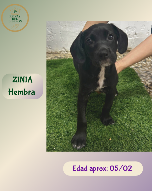 ZINIA
