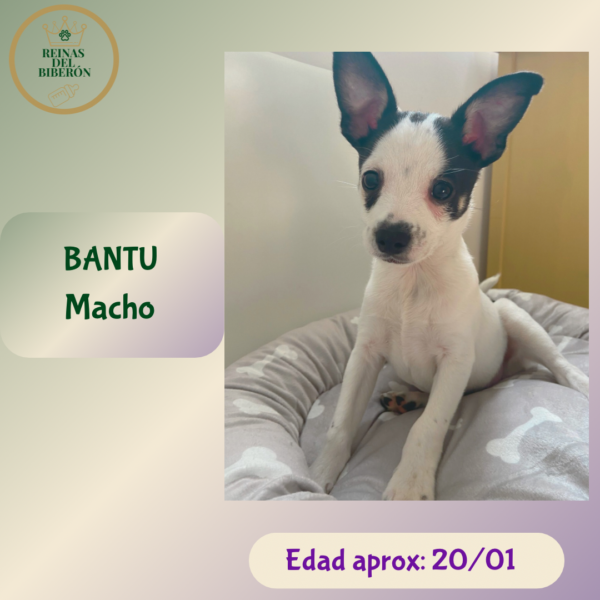 BANTÚ