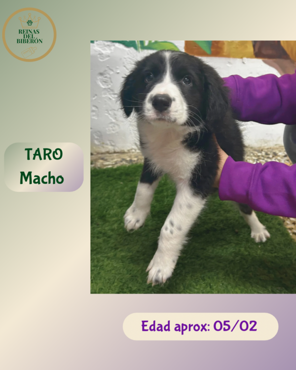 TARO