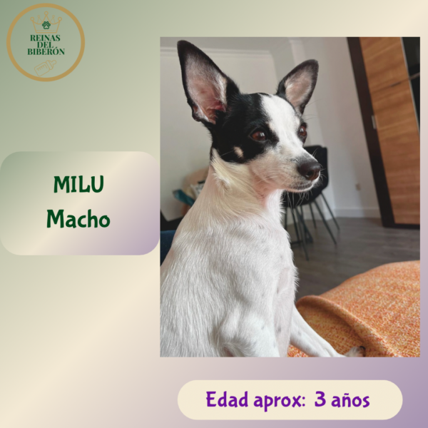 MILU