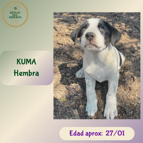 KUMA