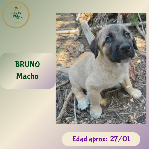 BRUNO
