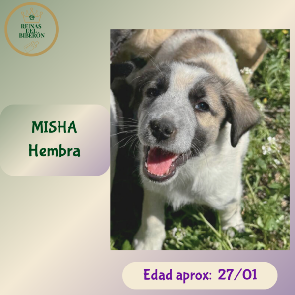 MISHA