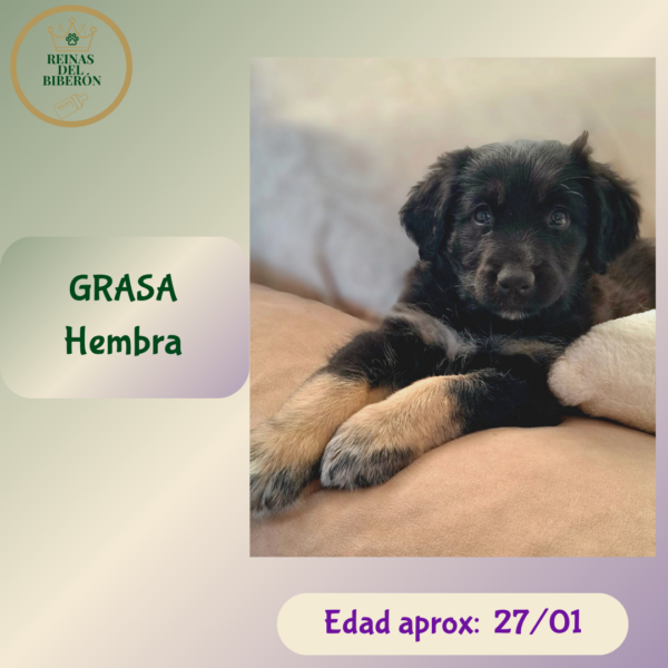 GRASA