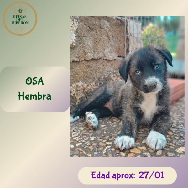 OSA