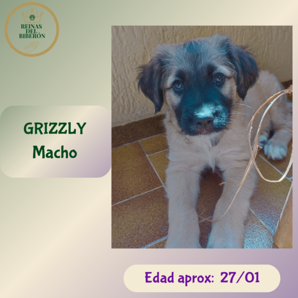GRIZZLY