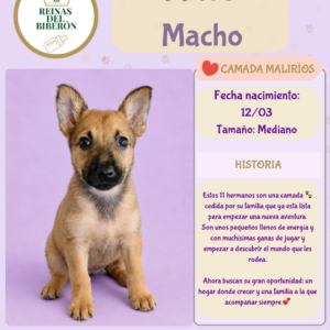 MIÑO