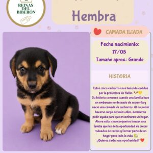 ATENEA