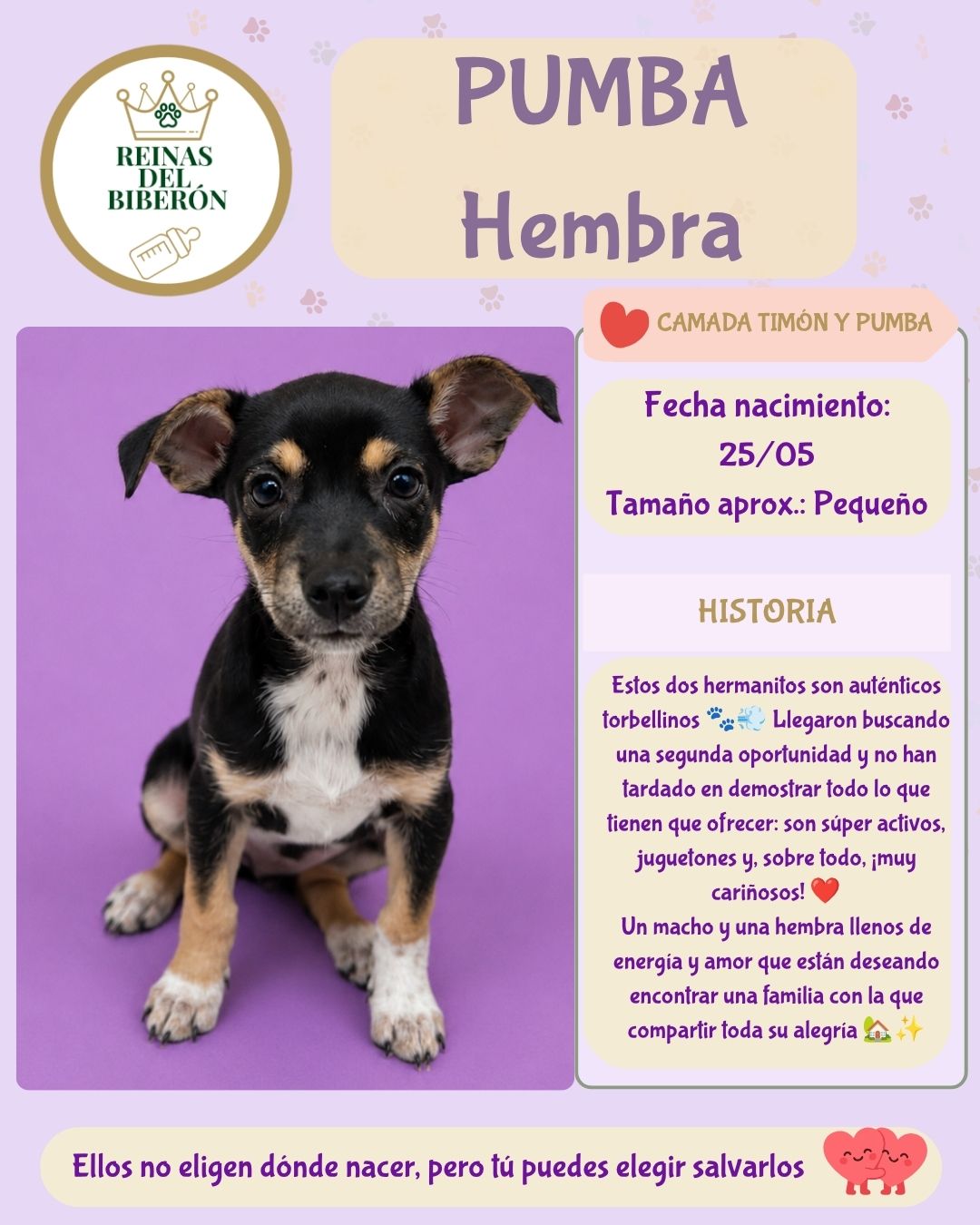 PUMBA