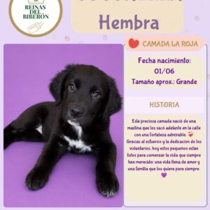 CUCURELLA