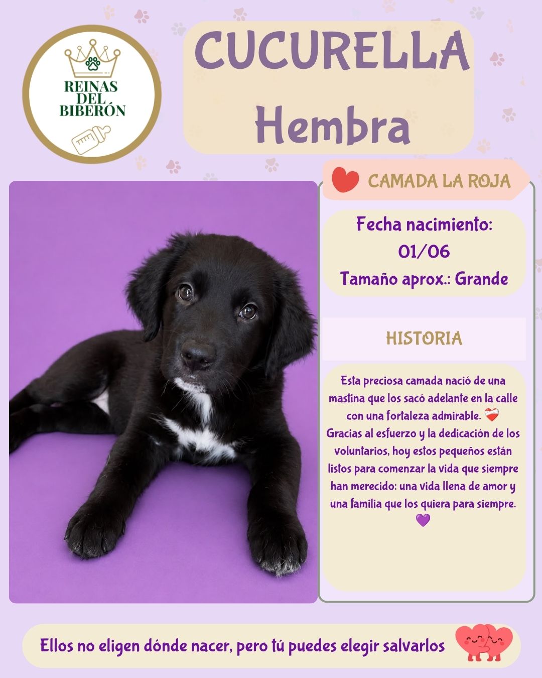 CUCURELLA